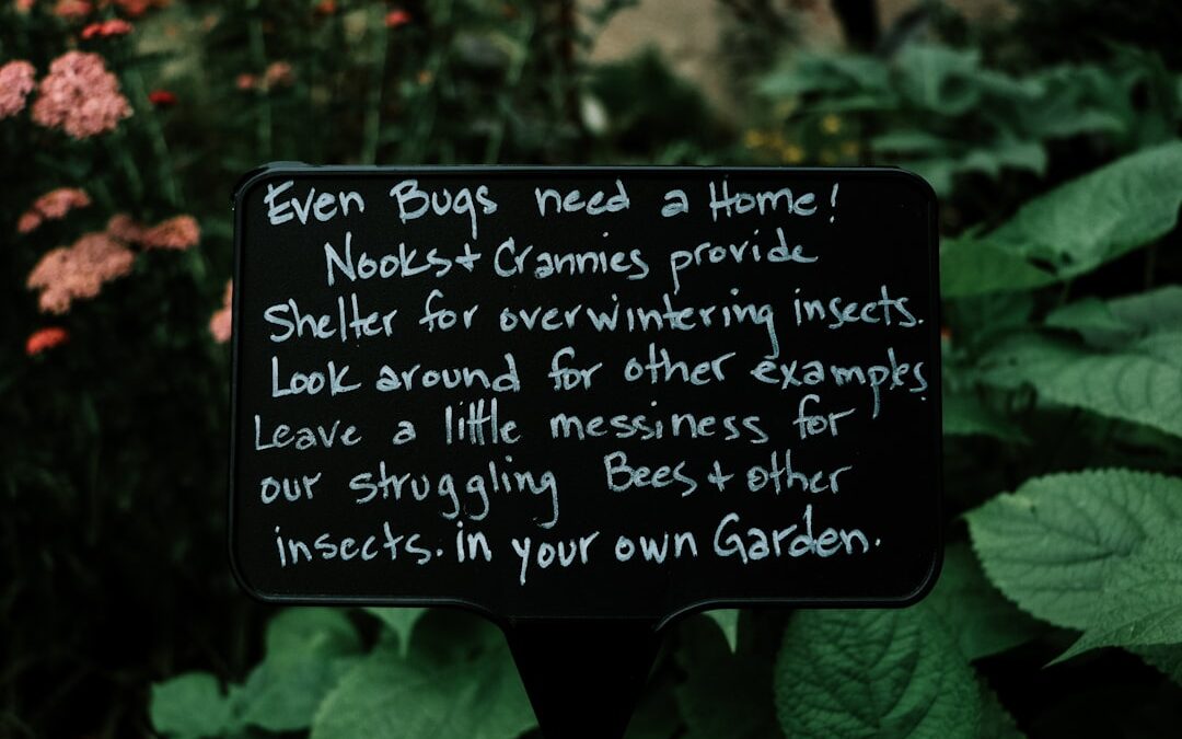 Dille verzorgen in de tuin