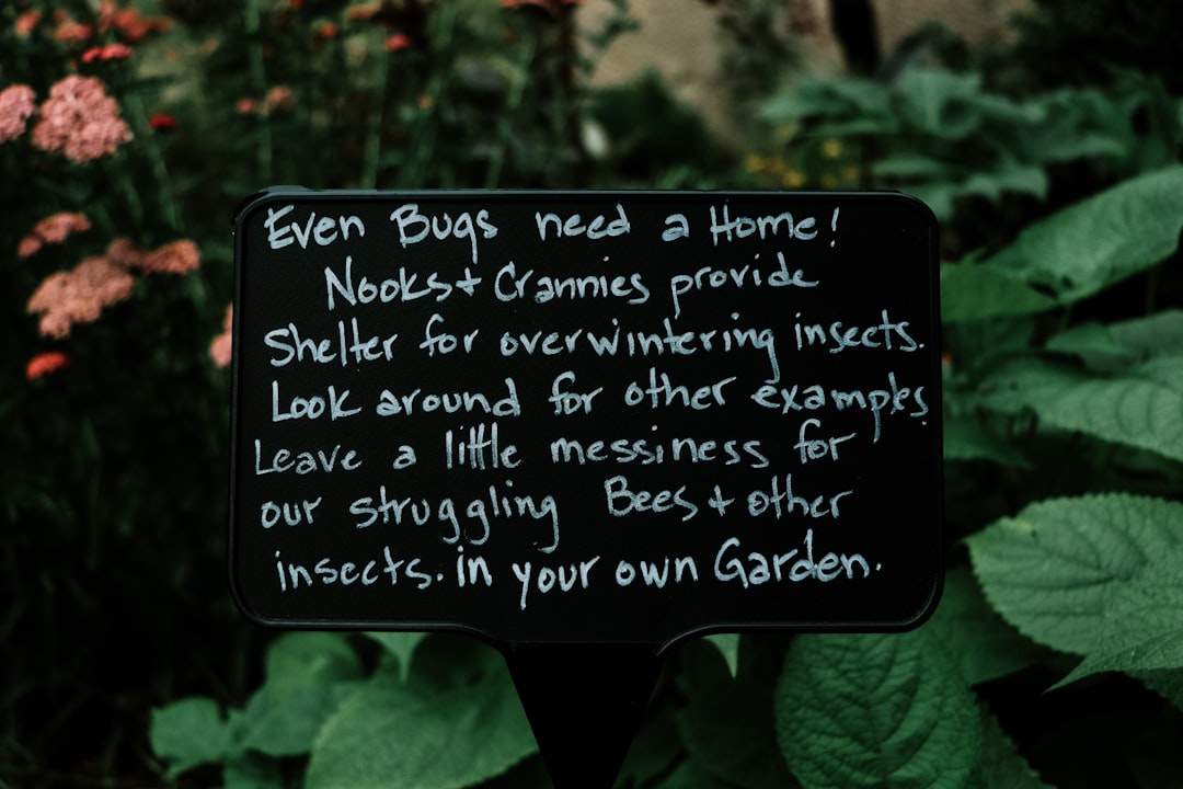 Dille verzorgen in de tuin