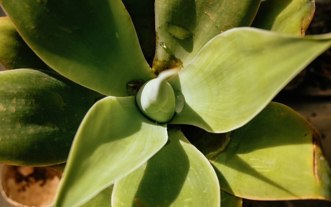 Spathiphyllum verzorgen voor langdurige bloei