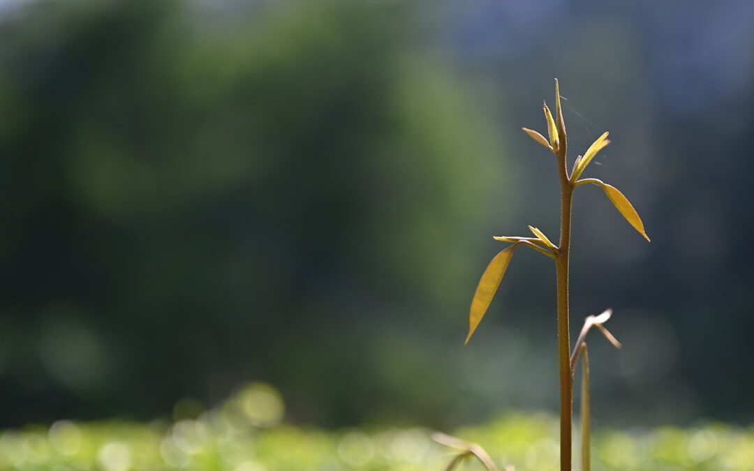 Anjer verzorgen voor compacte groei