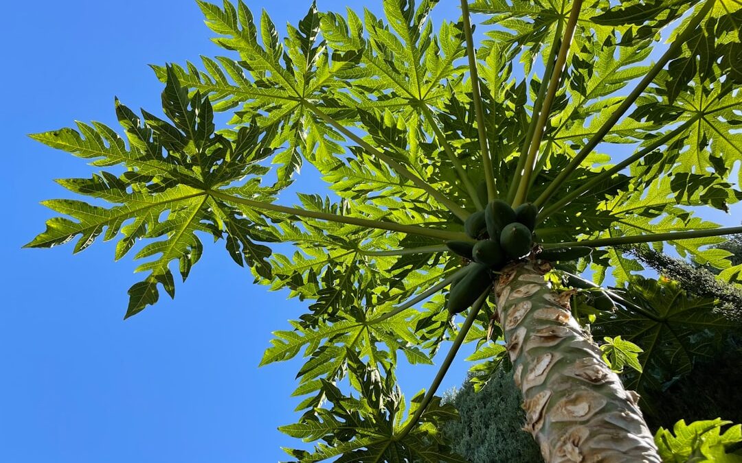 Ficus elastica verzorgen voor een sterke en glanzende plant