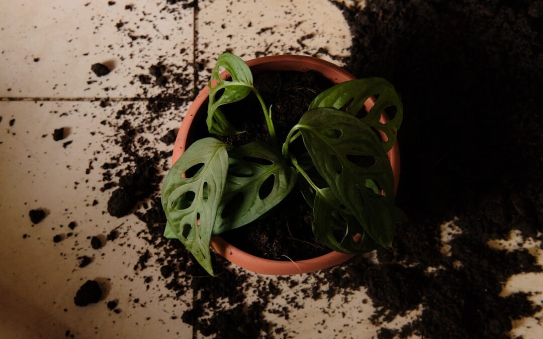 Monstera deliciosa verzorgen: zo groeit deze kamerplant het mooist