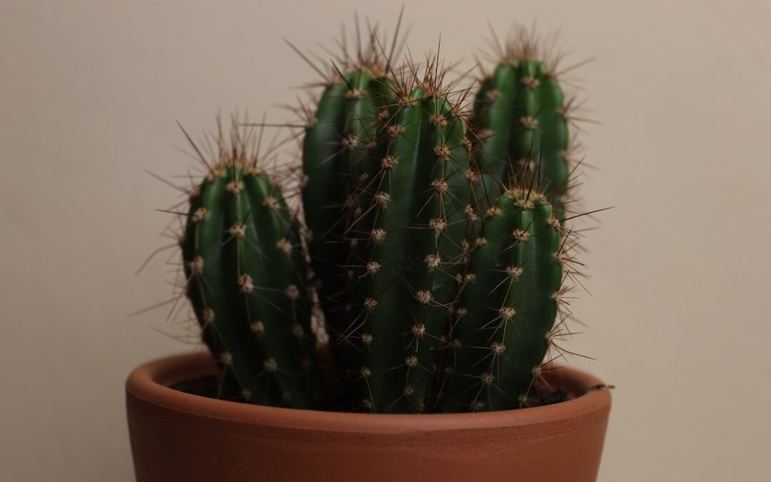 Astrophytum verzorgen als cactus