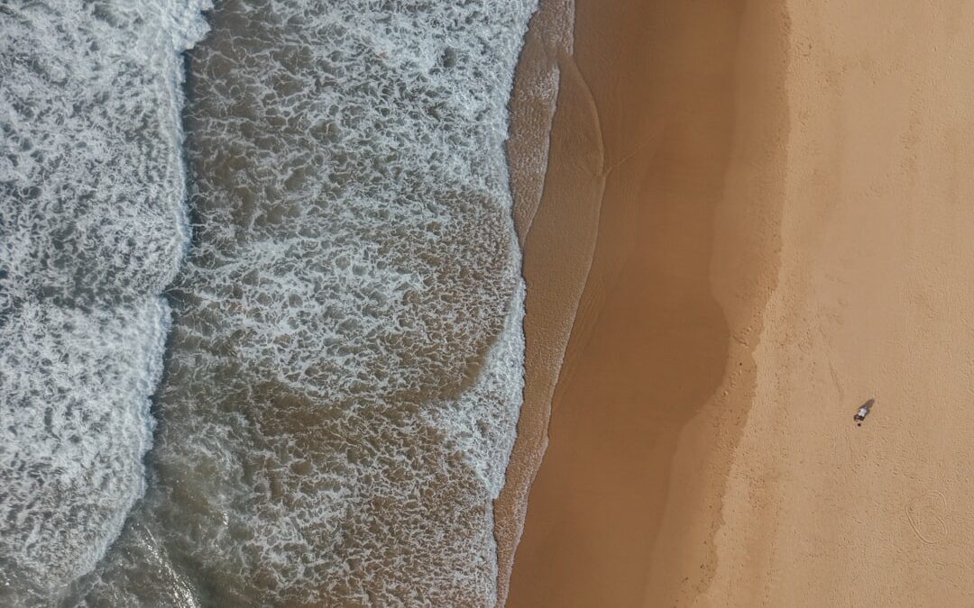 Skimmia verzorgen in half schaduw