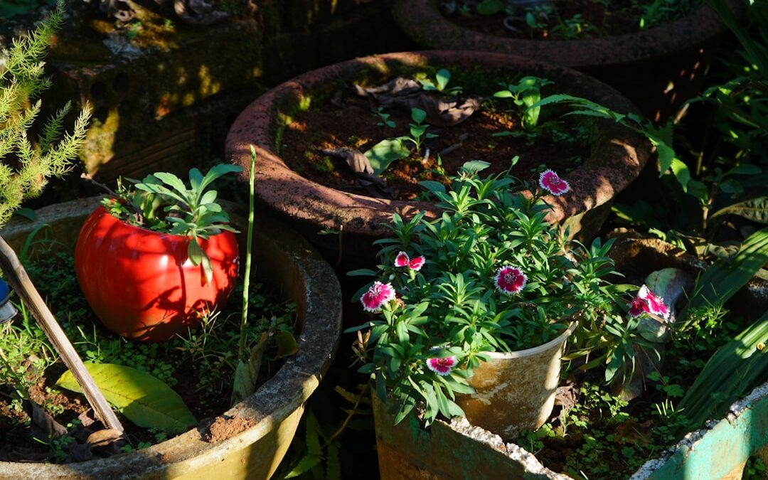 Rozemarijn verzorgen in tuin of pot