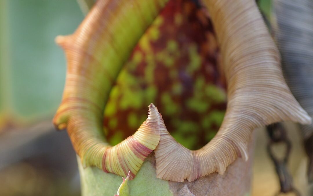 Oregano verzorgen voor sterke groei