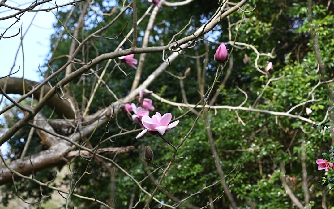 Magnolia verzorgen in de tuin