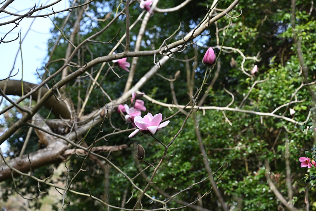 Magnolia verzorgen in de tuin