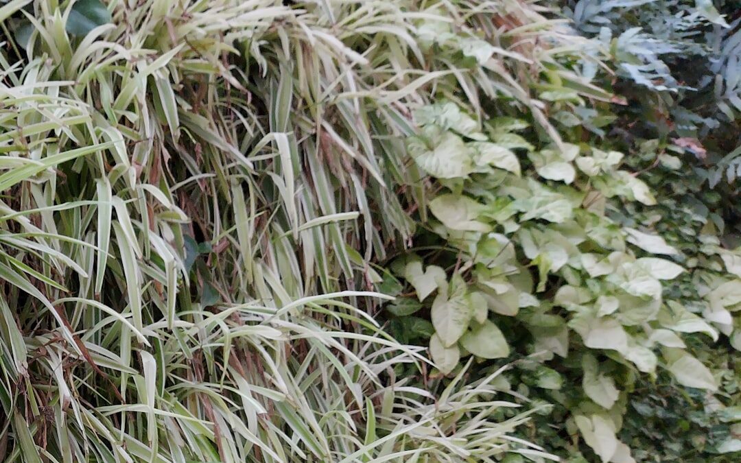 Chrysant verzorgen tot ver in het seizoen