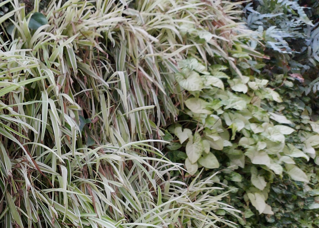 Chrysant verzorgen tot ver in het seizoen