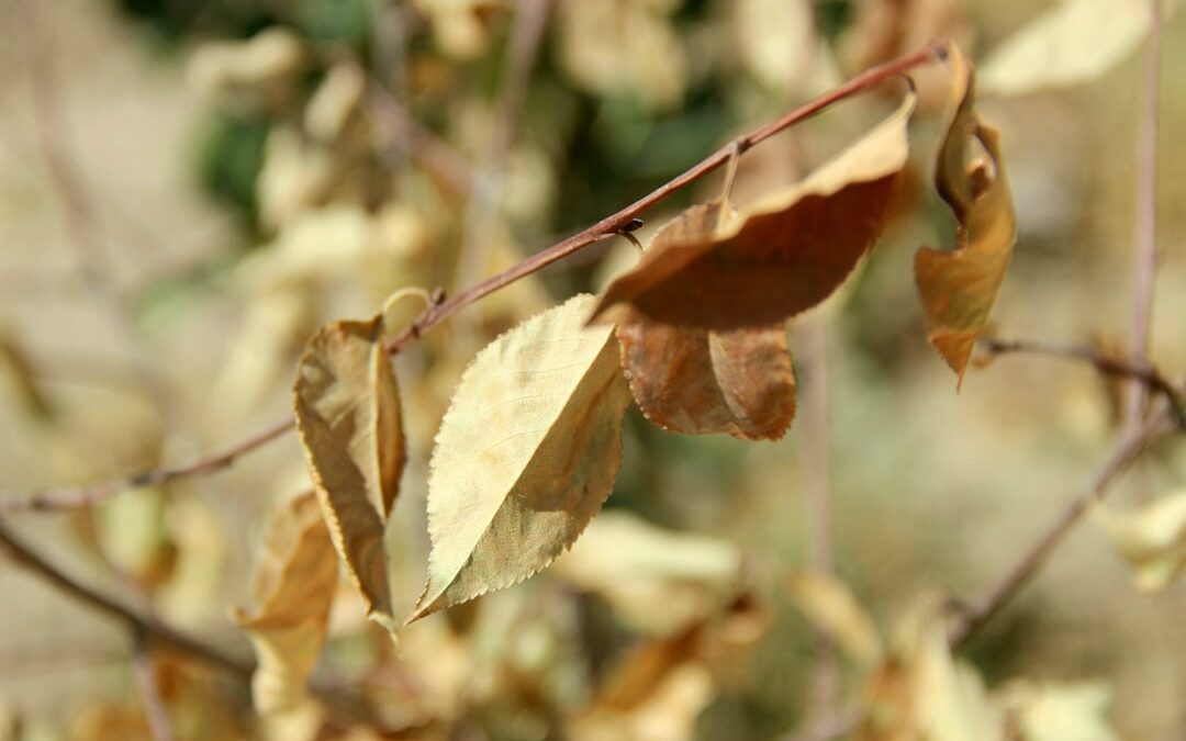 Calathea verzorgen voor mooie bladeren zonder krullen
