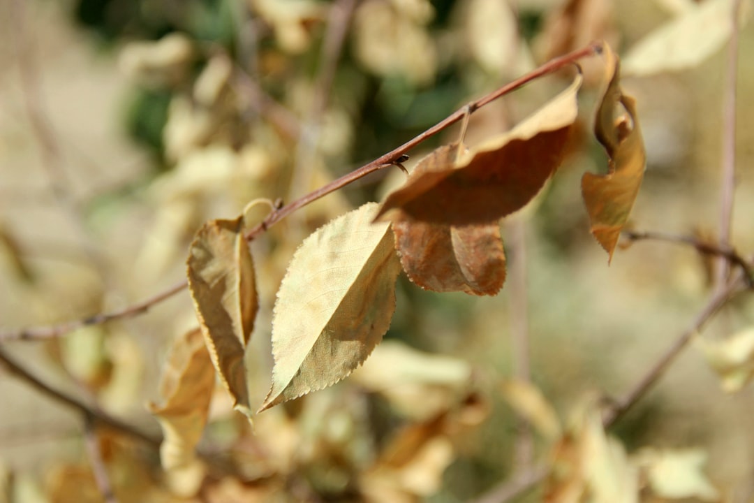 Calathea verzorgen voor mooie bladeren zonder krullen
