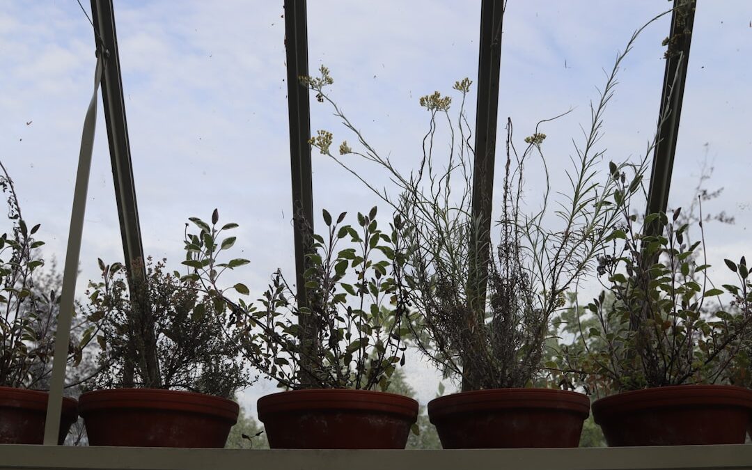 Philodendron verzorgen voor een volle kamerplant