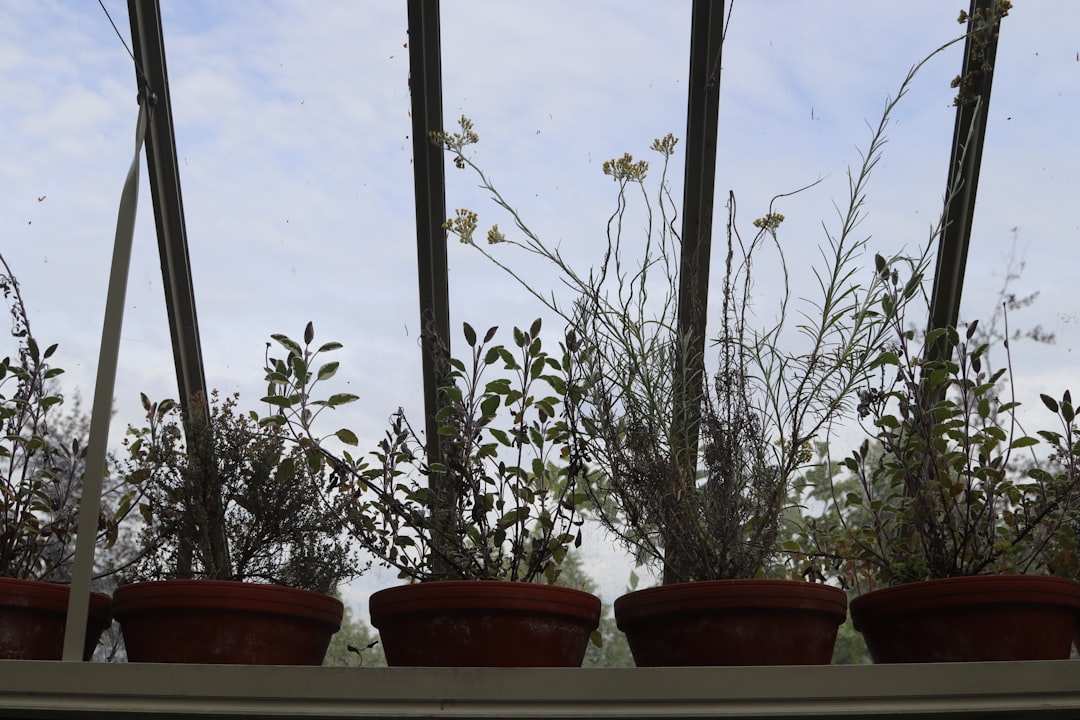 Philodendron verzorgen voor een volle kamerplant