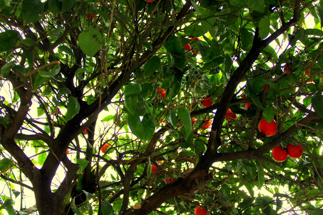 Vijgenboom verzorgen voor vruchten