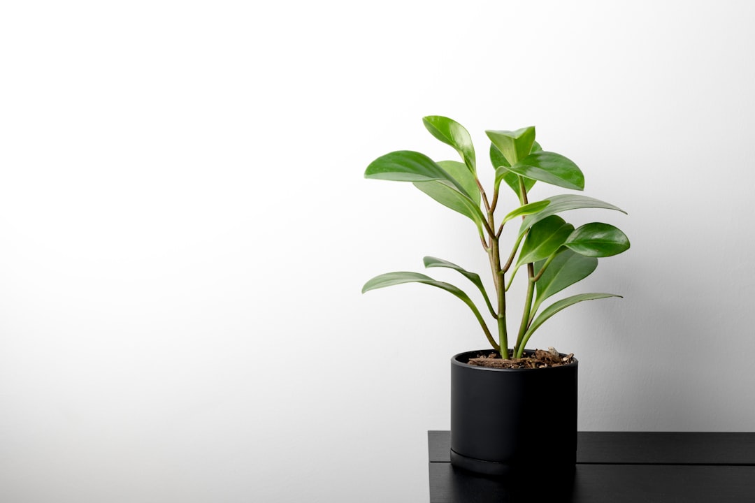 Peperomia verzorgen voor compacte groei