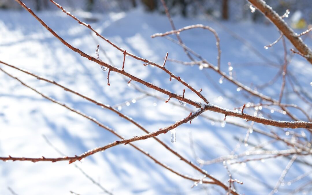 Winterjasmijn verzorgen voor winterbloei