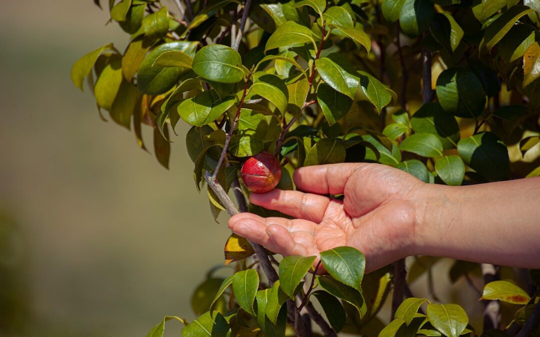Pruimenboom verzorgen voor vruchten