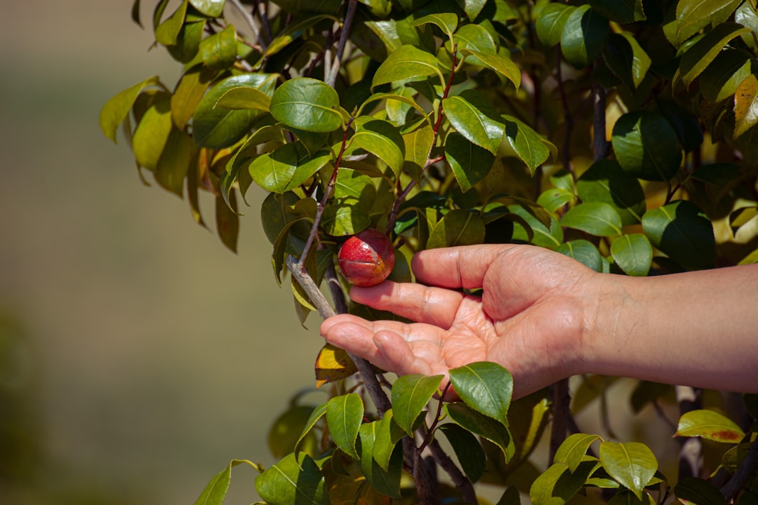 Pruimenboom verzorgen voor vruchten