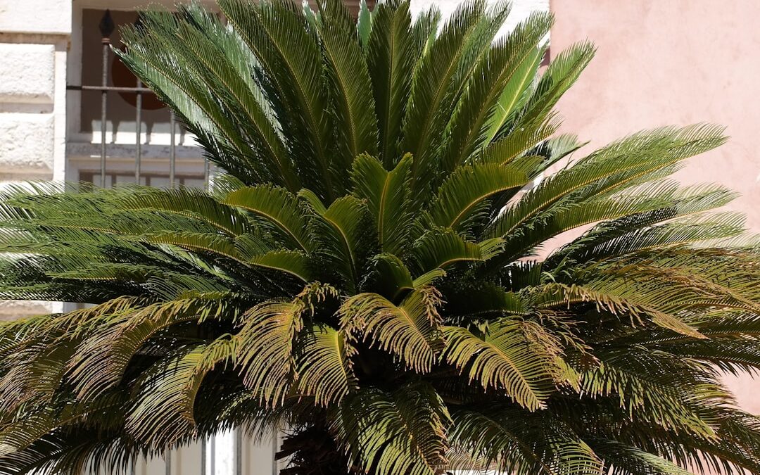 Kentia palm verzorgen als elegante kamerplant