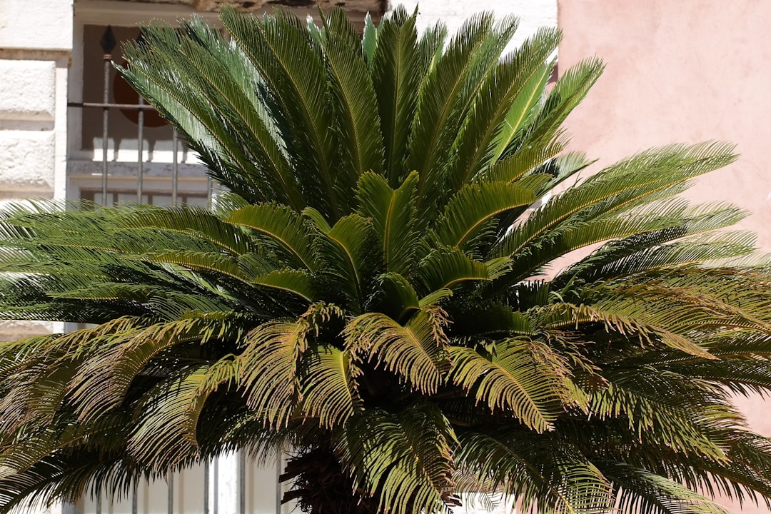 Kentia palm verzorgen als elegante kamerplant