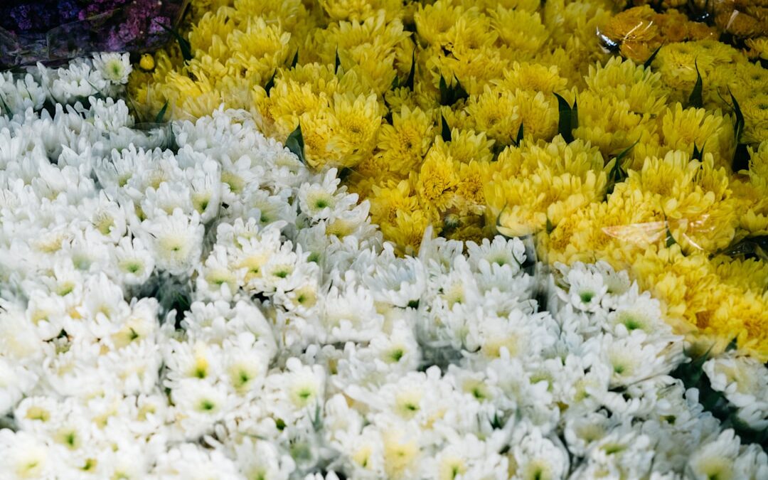 Dahlia verzorgen voor grote bloemen