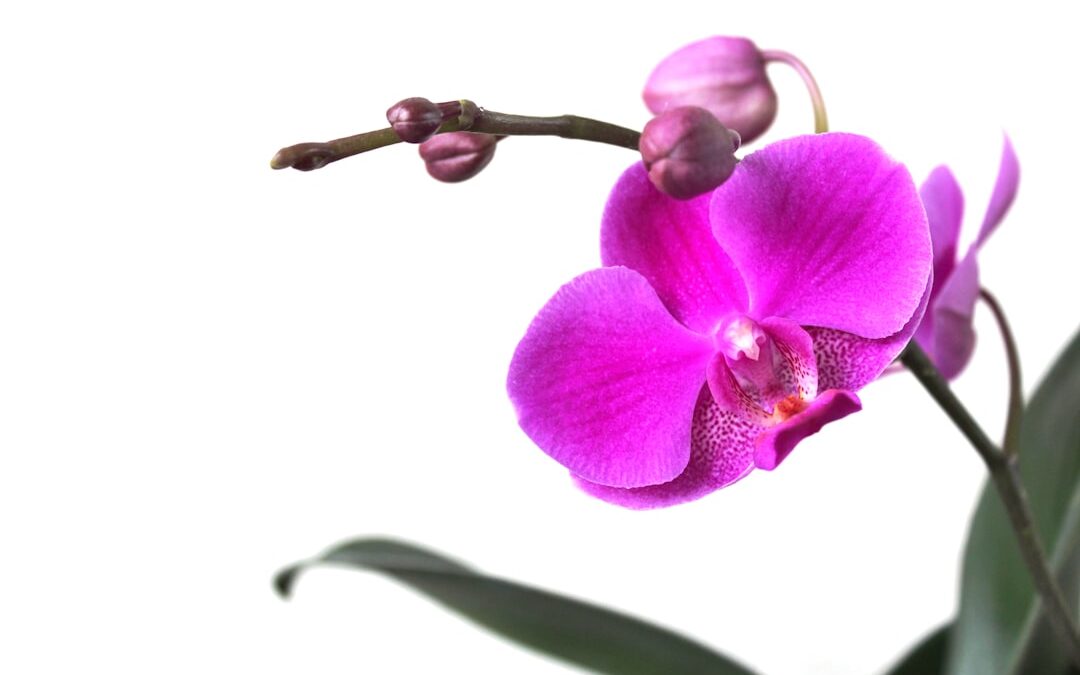 Orchidee verzorgen voor langdurige bloei