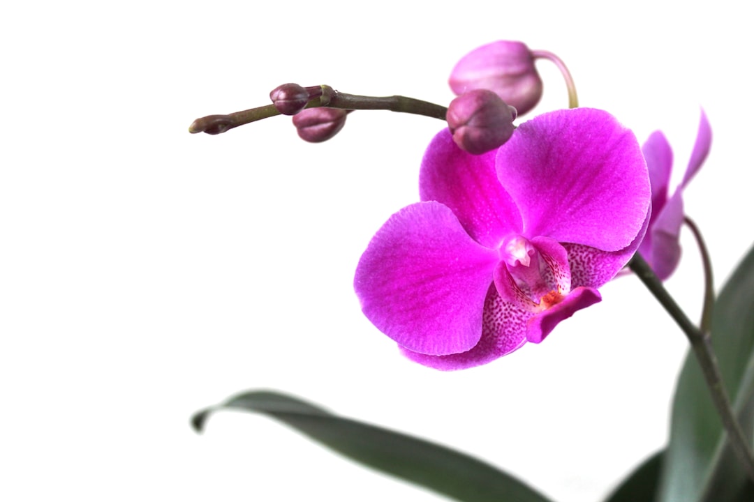 Orchidee verzorgen voor langdurige bloei