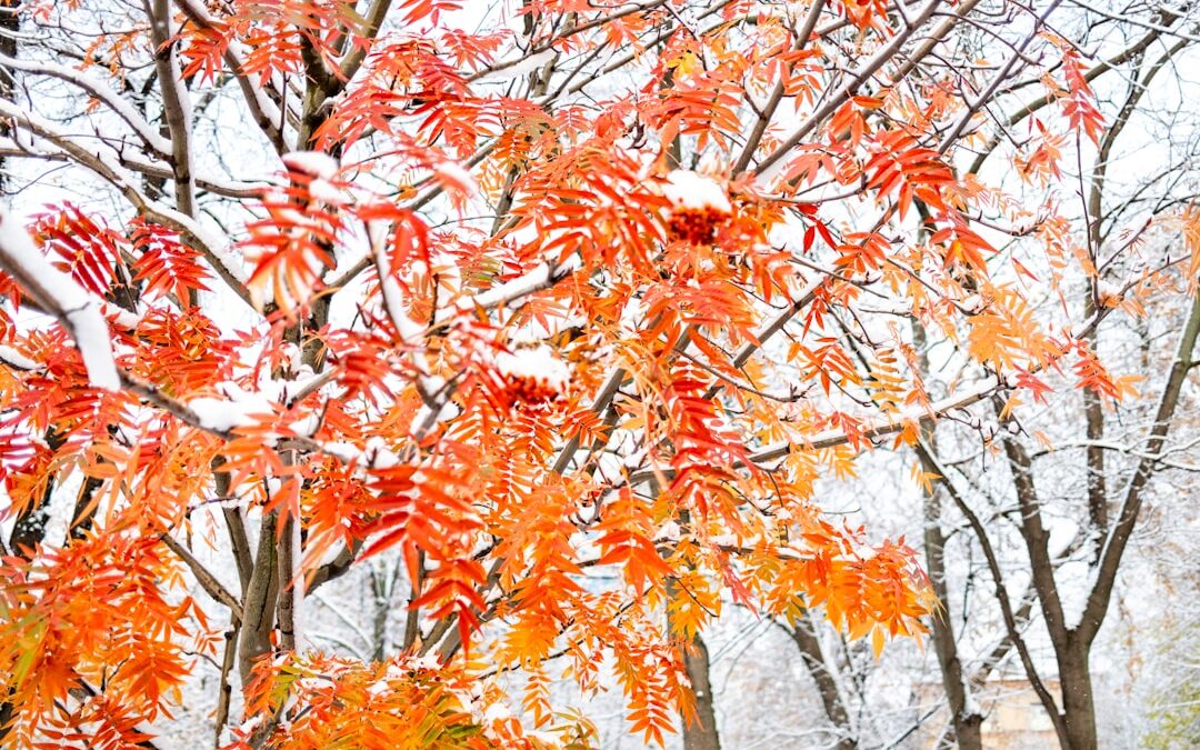 Esdoorn verzorgen voor herfstkleur