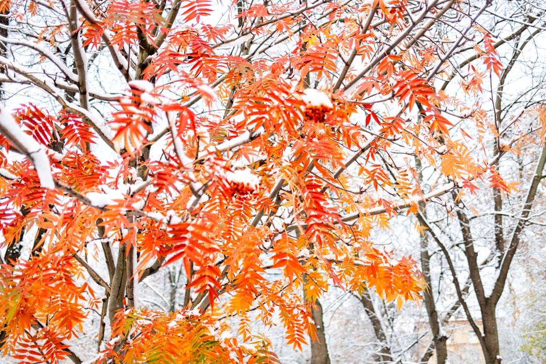 Esdoorn verzorgen voor herfstkleur