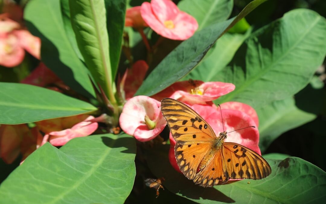 Vlinderstruik verzorgen voor veel bloemen