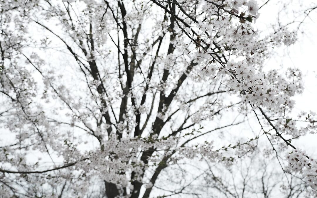 Kersenboom verzorgen en snoeien