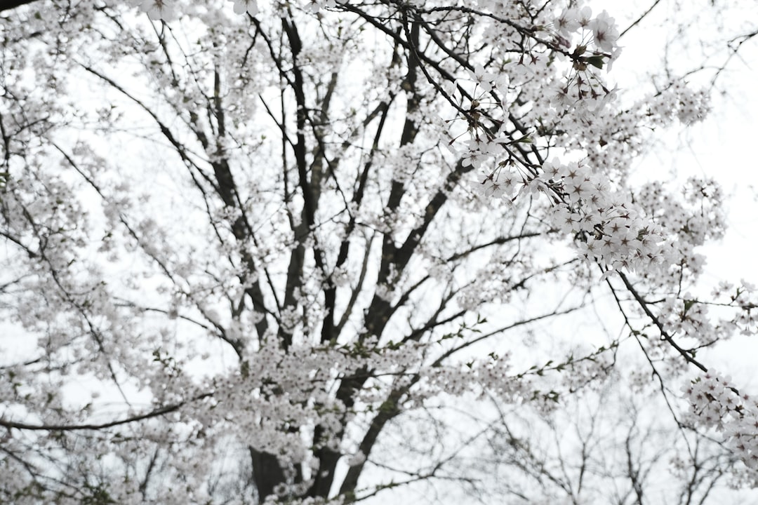 Kersenboom verzorgen en snoeien