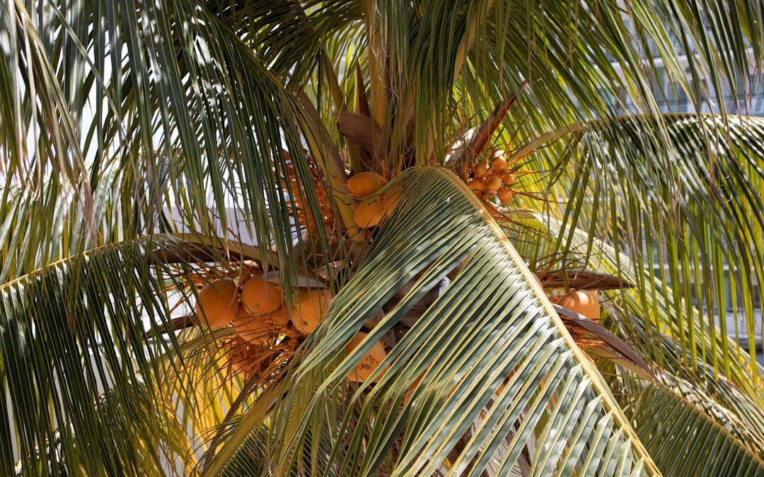 Areca palm verzorgen voor een frisse woonkamer
