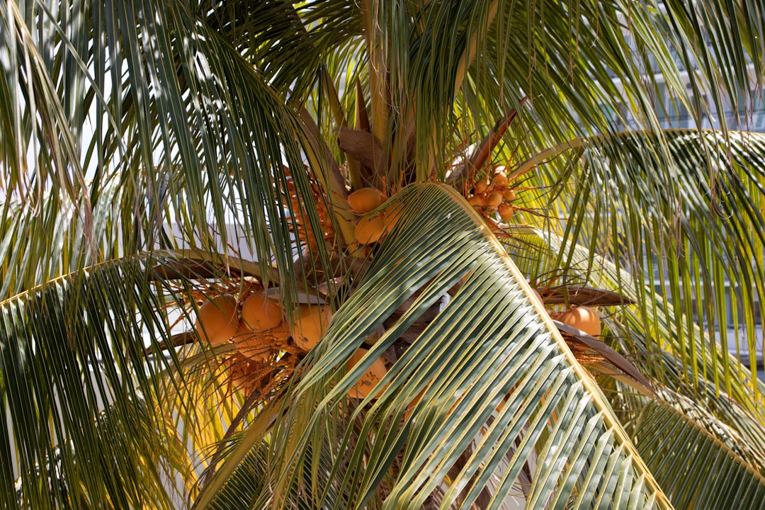 Areca palm verzorgen voor een frisse woonkamer