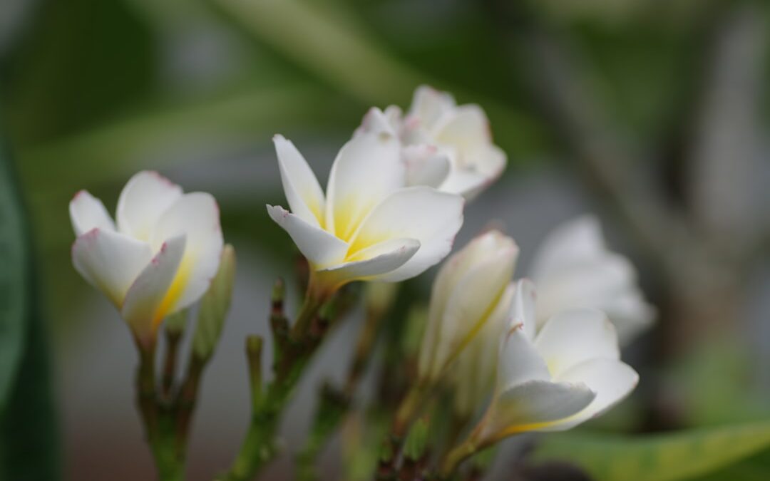 Amaryllis verzorgen en opnieuw laten bloeien