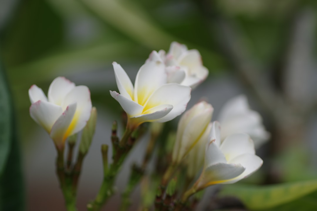 Amaryllis verzorgen en opnieuw laten bloeien