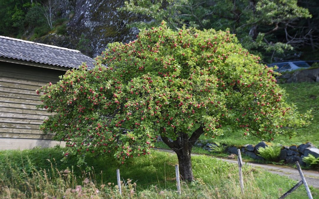 Perenboom verzorgen in de tuin