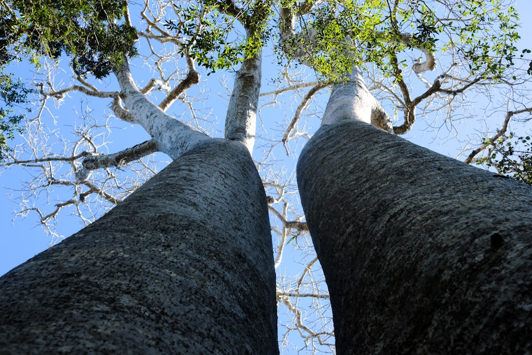 Walnotenboom verzorgen op lange termijn