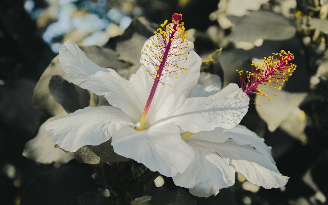 Jasmijn verzorgen voor geurige bloemen