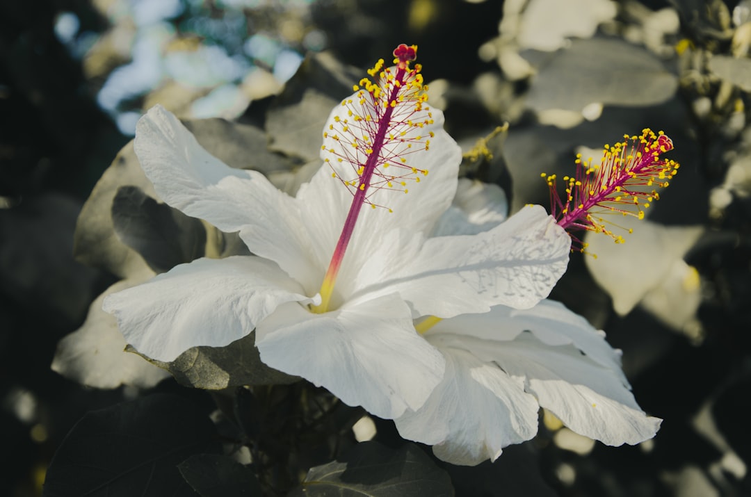 Jasmijn verzorgen voor geurige bloemen
