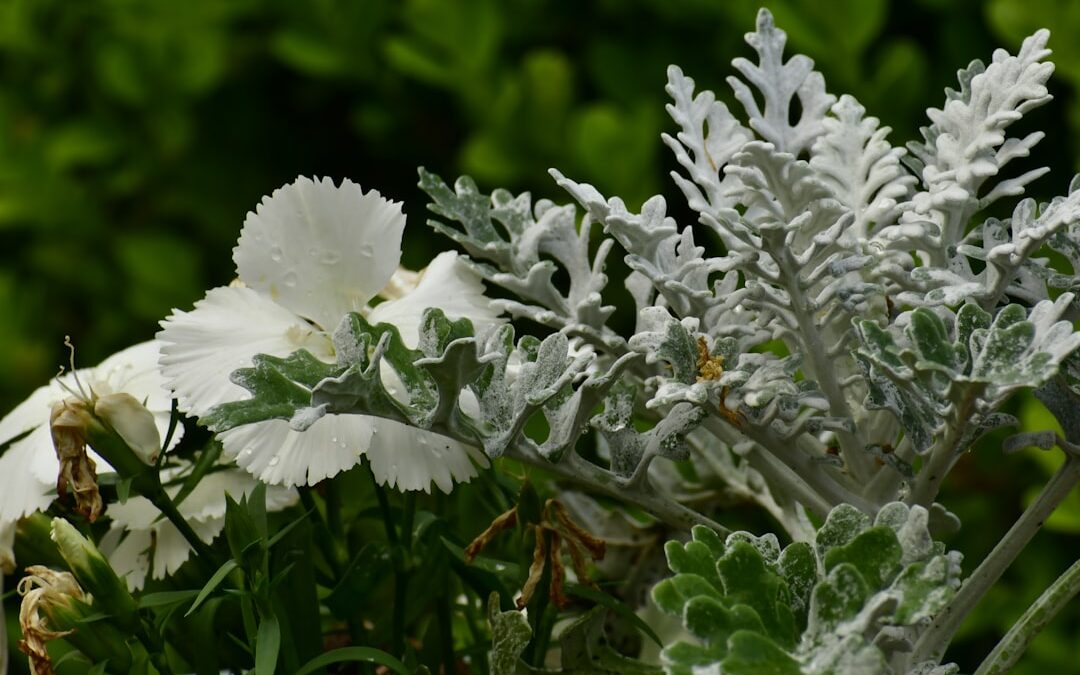 Zilverstruik verzorgen voor bloei