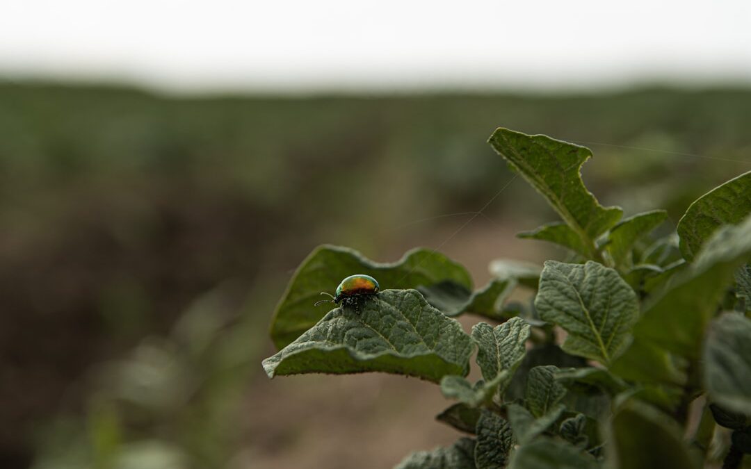 Koriander verzorgen en oogsten