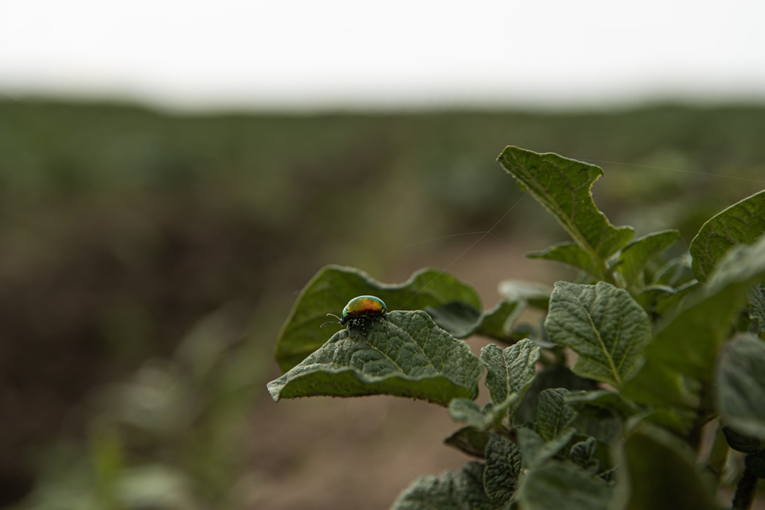 Koriander verzorgen en oogsten