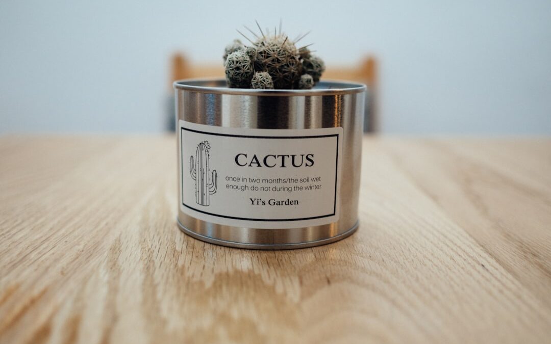 Opuntia verzorgen als cactus
