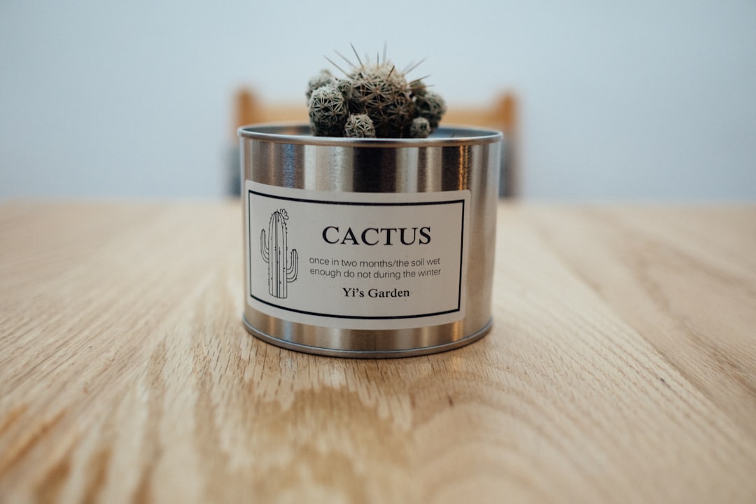 Opuntia verzorgen als cactus