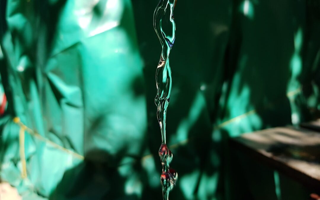 Agave verzorgen in kuip