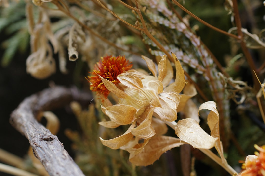 Kalanchoë verzorgen voor bloei