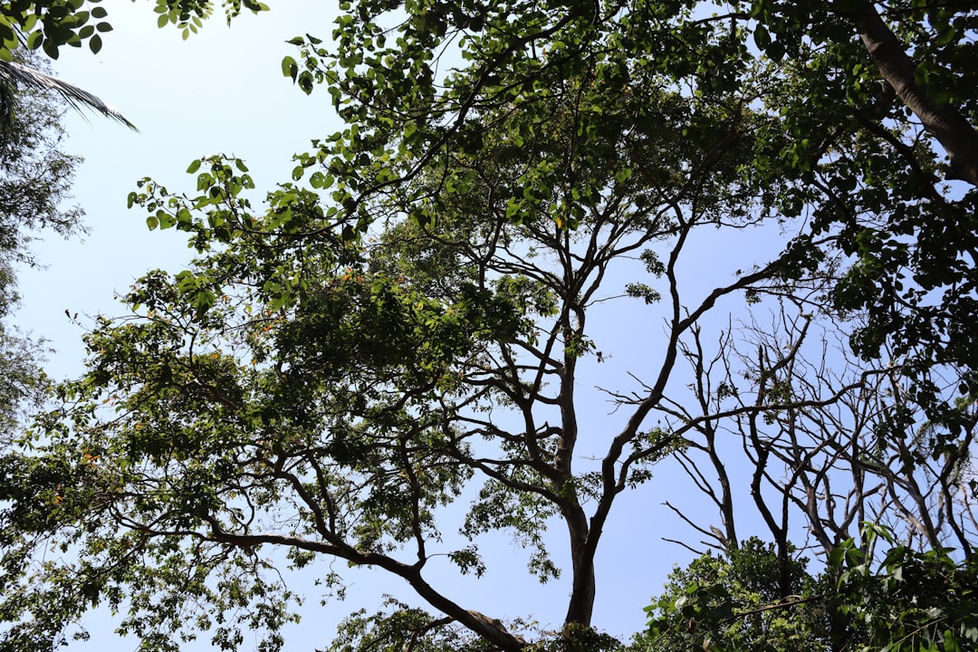 Taxus verzorgen als haag of boom