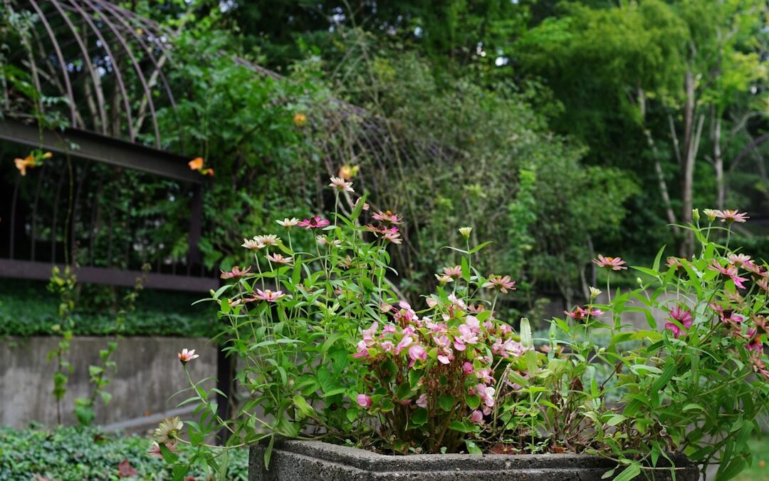 Linde verzorgen in de tuin